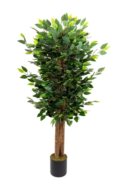 YAPAY ÇİÇEKÇİNİZ Siyah Saksıda Yoğun Yapraklı 150 Cm Yapay Benjamin Ağacı - 1