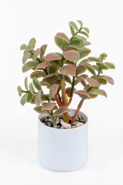 YAPAY ÇİÇEKÇİNİZ Beyaz Renkli Saksıda Yapay Kaktüs Sukulent ürün görseli 1