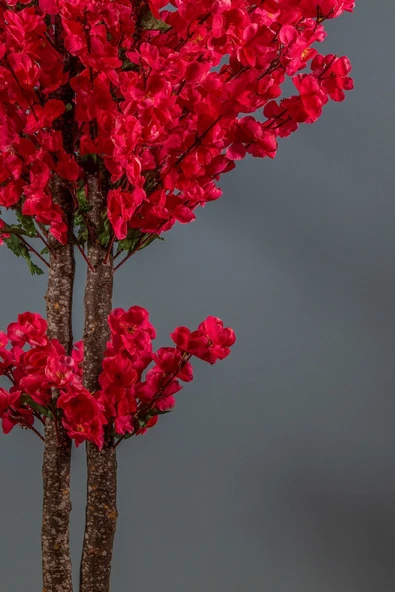 Turuncu Naturel Pampas 16 Adet - Resim 6