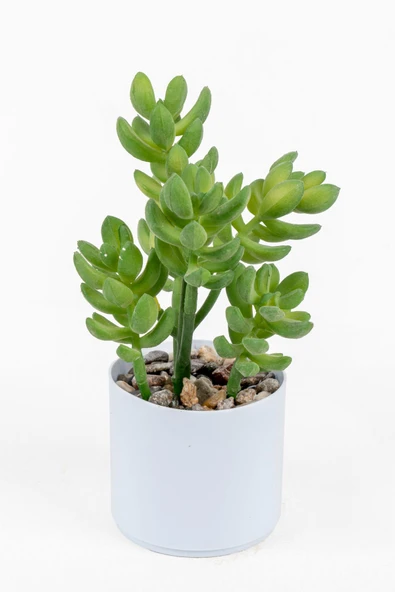 YAPAY ÇİÇEKÇİNİZ Beyaz Renkli Saksıda Yapay Kaktüs Sukulent ürün görseli 1