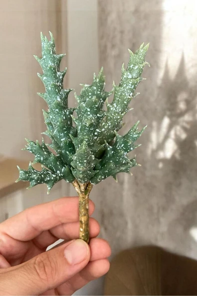 YAPAY ÇİÇEKÇİNİZ Gerçek Dokulu Yapay Kaktüs Sukulent ürün görseli