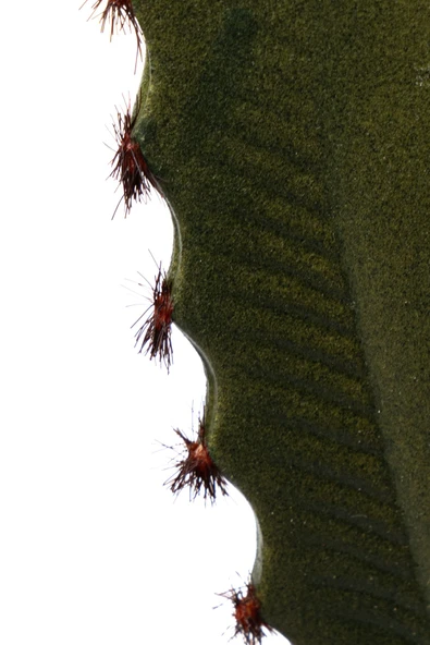 YAPAY ÇİÇEKÇİNİZ Taş Kaplı Siyah Saksısında Yapay Texas Kaktüs - Resim 8