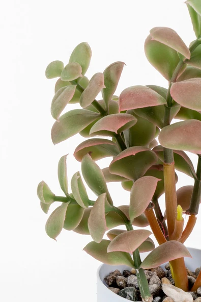 YAPAY ÇİÇEKÇİNİZ Beyaz Renkli Saksıda Yapay Kaktüs Sukulent - Resim 2