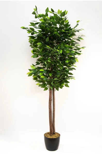 YAPAY ÇİÇEKÇİNİZ Siyah Saksıda Yoğun Yapraklı 120 Cm Yapay Benjamin Ağacı ürün görseli 1