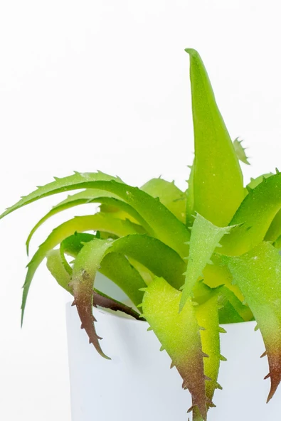 YAPAY ÇİÇEKÇİNİZ Beyaz Renkli Saksıda Yapay Kaktüs Sukulent - Resim 2