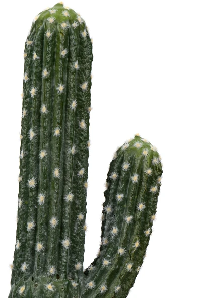 YAPAY ÇİÇEKÇİNİZ Taş Kaplı Siyah Saksısında Yapay Texas Kaktüs - Resim 3