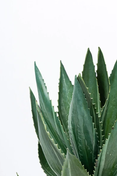 YAPAY ÇİÇEKÇİNİZ Taş Detaylı Siyah Saksıda Yapay Kaktüs Demeti - Resim 3