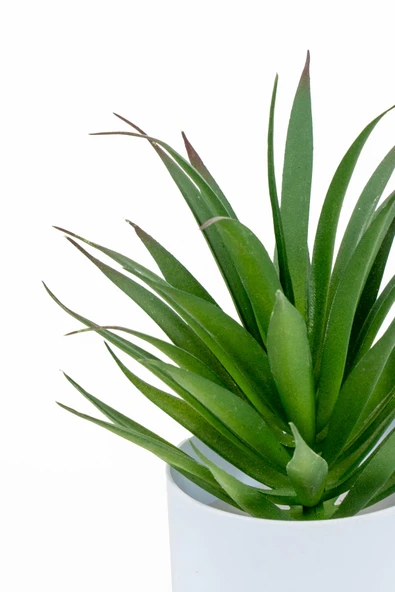 YAPAY ÇİÇEKÇİNİZ Beyaz Renkli Saksıda Yapay Kaktüs Sukulent - Resim 2