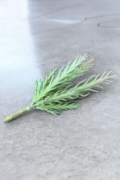 YAPAY ÇİÇEKÇİNİZ Gerçek Dokulu Yapay Kaktüs Sukulent - Resim 2