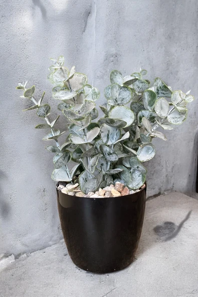 TAŞ DETAYLI SAKSIDA GERÇEK DOKULU YAPAY OKALİPTUS AĞACI - Resim 8