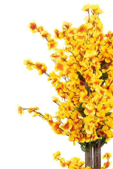 Siyah Saksıda Turuncu Sarı Renkli 120 cm Japon Bahardalı Ağacı - Resim 3