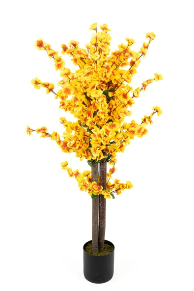 Siyah Saksıda Turuncu Sarı Renkli 120 cm Japon Bahardalı Ağacı ürün görseli 1