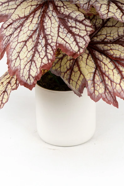 YAPAY ÇİÇEKÇİNİZ BEYAZ SAKSIDA YAPAY KALADYUM (CALADIUM) ÇİÇEĞİ - Resim 3