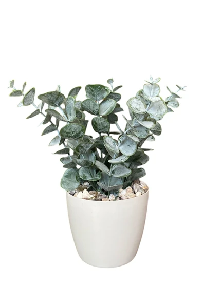 TAŞ DETAYLI SAKSIDA GERÇEK DOKULU YAPAY OKALİPTUS AĞACI ürün görseli