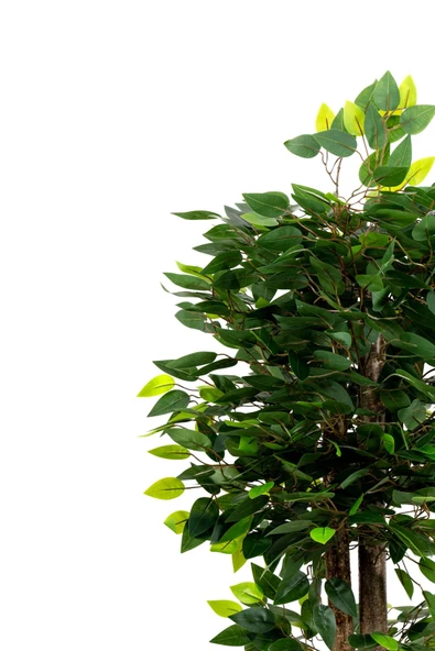 YAPAY ÇİÇEKÇİNİZ 120 Cm Benjamin Ağacı - Resim 5