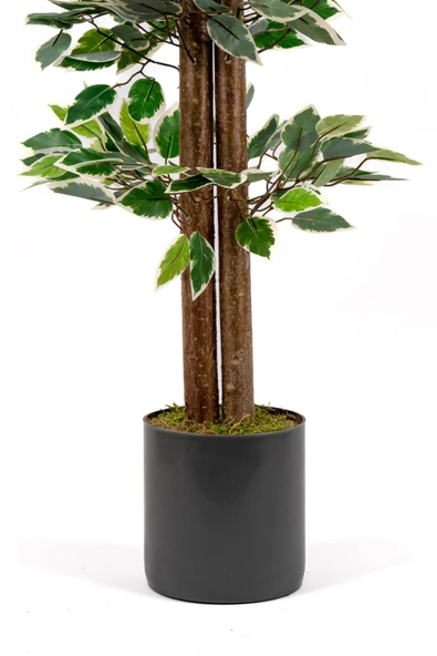 YAPAY ÇİÇEKÇİNİZ Gri Saksıda 100 Cm Yeşil Beyaz Yapay Benjamin Ağacı - Resim 8