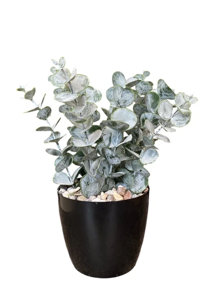 TAŞ DETAYLI SAKSIDA GERÇEK DOKULU YAPAY OKALİPTUS AĞACI - Resim 9