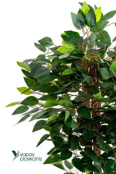 YAPAY ÇİÇEKÇİNİZ Yapay Benjamin Ağacı 110 Cm - Resim 3