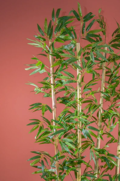 170 Cm Bambu Seperatör - 2