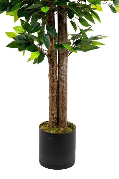 YAPAY ÇİÇEKÇİNİZ 120 Cm Benjamin Ağacı - Resim 6