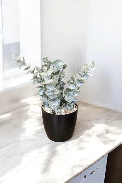 TAŞ DETAYLI SAKSIDA GERÇEK DOKULU YAPAY OKALİPTUS AĞACI - Resim 6