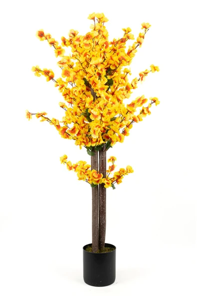 Siyah Saksıda Turuncu Sarı Renkli 120 cm Japon Bahardalı Ağacı - Resim 2