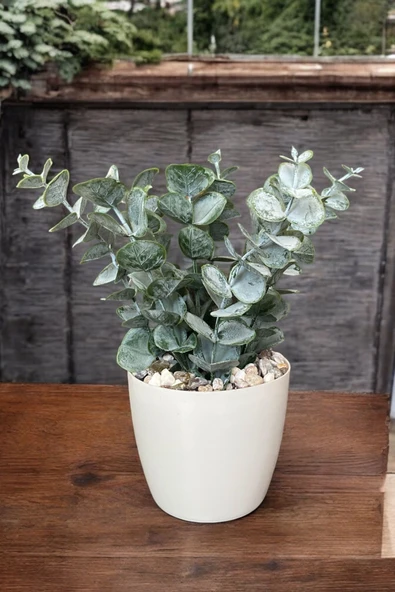 TAŞ DETAYLI SAKSIDA GERÇEK DOKULU YAPAY OKALİPTUS AĞACI - Resim 5