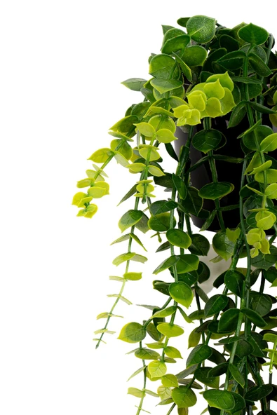 Yapay Çiçek Siyah Renkli Saksısında Taş Detaylı Yeşil Okaliptus Sarkıtı - Resim 2