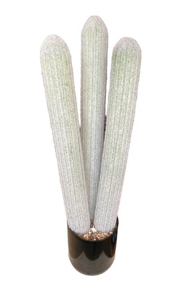 YAPAY ÇİÇEKÇİNİZ Taş Detaylı Siyah Saksıda 3 Gövdeli Gerçek Dokulu Yapay Sukulent Kaktüs Ağacı - Resim 3