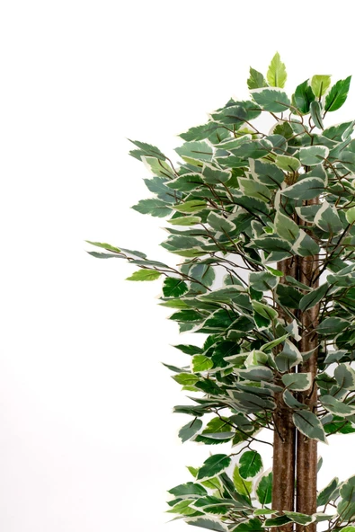 YAPAY ÇİÇEKÇİNİZ Gri Saksıda 100 Cm Yeşil Beyaz Yapay Benjamin Ağacı - Resim 7