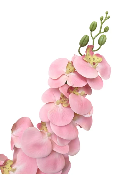 Beyaz Renkli Beton Saksıda 2 Dallı Islak Dokulu Yüksek Kaliteli Yapay Orkide - Resim 5