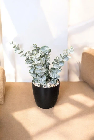 TAŞ DETAYLI SAKSIDA GERÇEK DOKULU YAPAY OKALİPTUS AĞACI - Resim 4