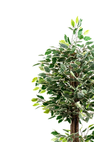 YAPAY ÇİÇEKÇİNİZ 120 Cm Yeşil Beyaz Yapay Benjamin Ağacı - Resim 7