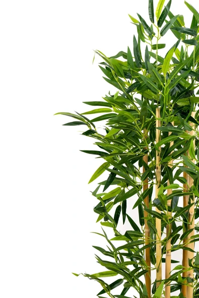 YAPAY ÇİÇEKÇİNİZ 5 Gövdeli Yoğun Yapraklı 120 Cm Yapay Bambu Ağacı - Resim 3