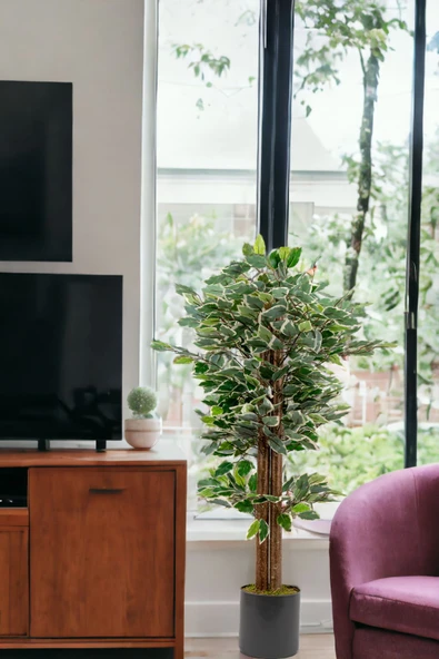 YAPAY ÇİÇEKÇİNİZ Gri Saksıda 100 Cm Yeşil Beyaz Yapay Benjamin Ağacı - Resim 2