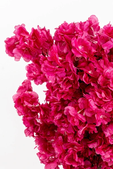 Taş Detaylı Siyah Saksıda 60 Cm Yoğun Yapraklı Yapay Benjamin Ağacı - Resim 5