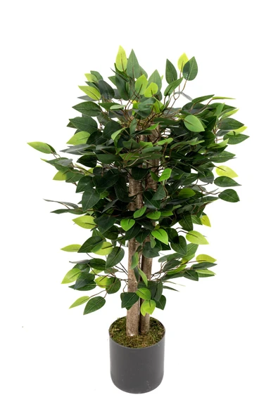 YAPAY ÇİÇEKÇİNİZ Gri Saksıda Yoğun Yapraklı Yapay Benjamin Ağacı - Resim 8