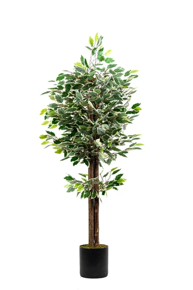 YAPAY ÇİÇEKÇİNİZ 120 Cm Yeşil Beyaz Yapay Benjamin Ağacı ürün görseli
