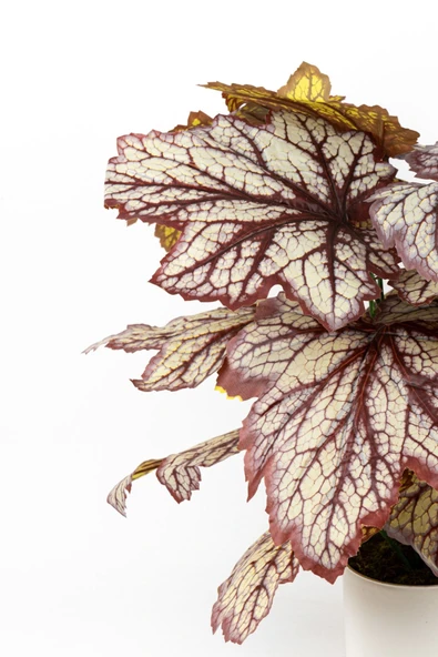 YAPAY ÇİÇEKÇİNİZ BEYAZ SAKSIDA YAPAY KALADYUM (CALADIUM) ÇİÇEĞİ - Resim 2