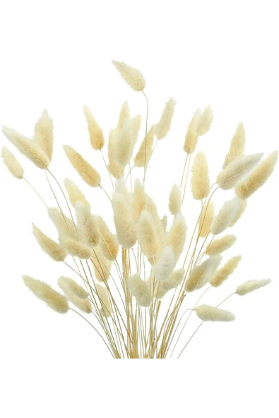 YAPAY ÇİÇEKÇİNİZ Doğal Kurutulmuş Pamuk Otu, Tavşan Kuyruğu Gelin Buketi Aranjman Çiçeği Lagurus 60 Dal - 5