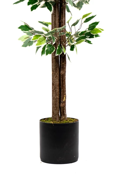 YAPAY ÇİÇEKÇİNİZ 120 Cm Yeşil Beyaz Yapay Benjamin Ağacı - Resim 8