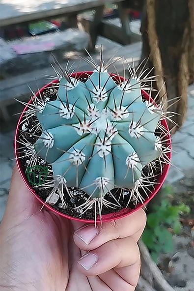 Melocactus Azureus (Mavi Kaktüs) Nadir Renkli Kaktüs - Resim 2