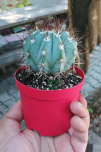 Melocactus Azureus (Mavi Kaktüs) Nadir Renkli Kaktüs ürün görseli