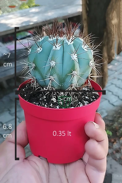 Melocactus Azureus (Mavi Kaktüs) Nadir Renkli Kaktüs - Resim 3