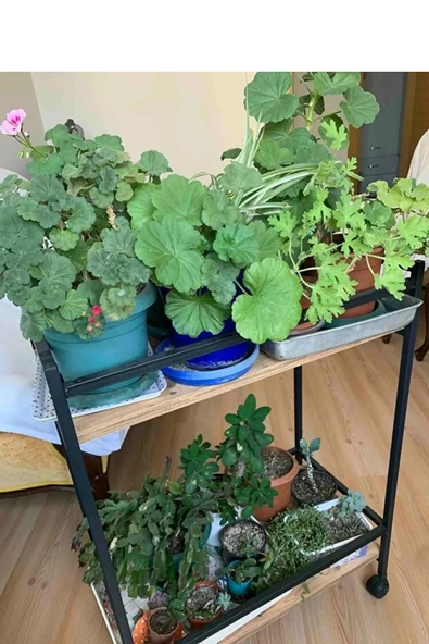 ED PET DİZAYN Servis Sunum Arabası Şaraplık Ev Tipi Iki Katlı Şişe Bölmeli - 5