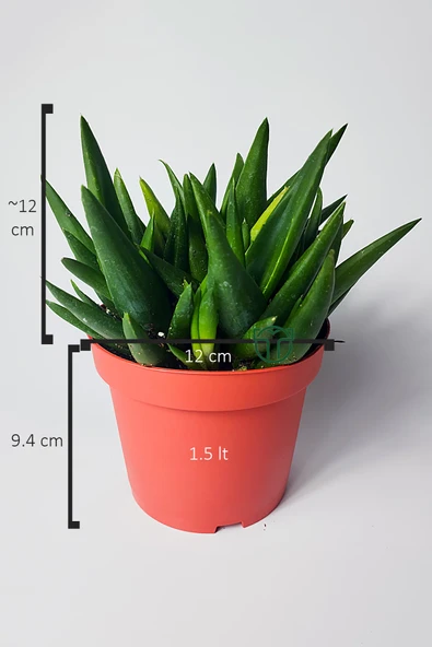 Aloe Vera Bitkisi (Sarı Sabır) 5 ve Üzeri Köklü - 5
