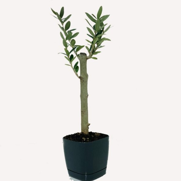 Özel Üretim Bonsaiye Uygun Lüx Siyah Saksıda Minyatür Zeytin Fidanı ürün görseli