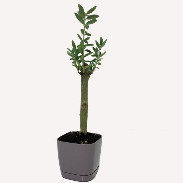 Özel Üretim Bonsaiye Uygun Lüx Mor Saksıda Minyatür Zeytin Fidanı