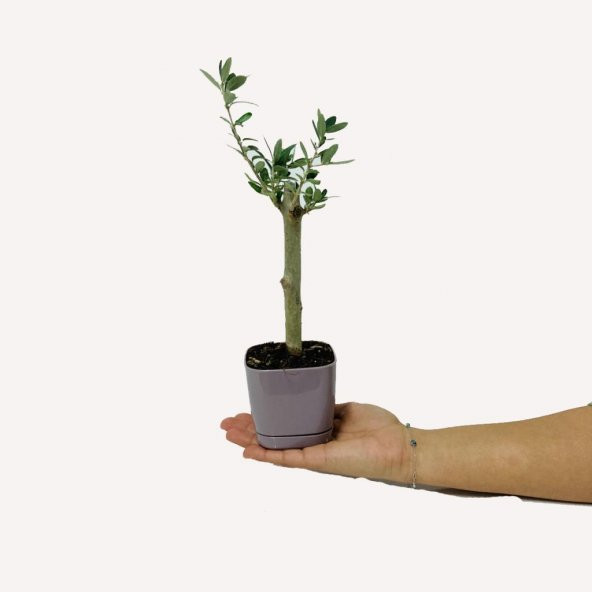 Özel Üretim Bonsaiye Uygun Lüx Mor Saksıda Minyatür Zeytin Fidanı - 2