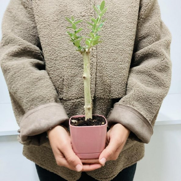 Özel Üretim Bonsaiye Uygun Lüx Pembe Saksıda Minyatür Zeytin Fidanı - 3